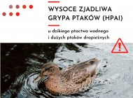 HPAI wysoce zjadliwa grypa ptakówzjadliwa grypa ptaków