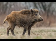 Komunikat Zarządu Koła Łowieckiego „Batalion”